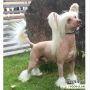 Sirius Blandus Mabolo Chinese Crested