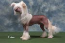 CH. Souldrop Chinese Whispers for Doonbeg JW Chinese Crested