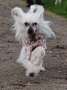 Smedbys Four Roses Chinese Crested