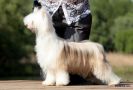Crested Style Tsunamie Chinese Crested