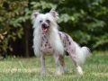 Whispering Lane Real Men Wear Pink Chinese Crested