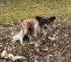 Absolute Souls Mamma Mia Chinese Crested