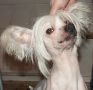 Friaborgs Elvis Chinese Crested