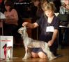 Irgen Gold Mirey Matje Chinese Crested