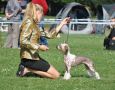 Bellini Sorbet Only Salsa Chinese Crested