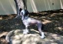 Jewels Hey Good Lookin', CGC Chinese Crested