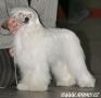 Cygne Hot Chocolate Chinese Crested