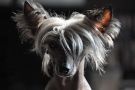 Julie la rousse Little Champs Chinese Crested