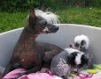 Trollmyren's Dexter Chinese Crested
