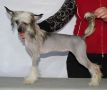 Shanel Glamour Germiona Chinese Crested