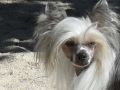 Give to me de Bandedogge Chinese Crested