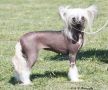 Chinois Deja Vous Chinese Crested