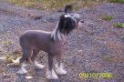 Meadowwood's Amazement Pearl Chinese Crested