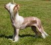 Crested Starz Galadriel Chinese Crested