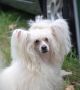 Magic of Success Sweet Honey Chinese Crested