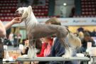 Sun Dan Cannonball Chinese Crested