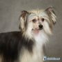 Sasquehanna Paser Chinese Crested