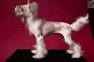  La Vendjes  Queen  Beautiful Chinese Crested