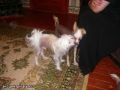 Excentry Vals Chinese Crested