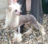 Angelwings Love Bug at Moonswift Chinese Crested
