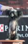 Silver Tauer  Panther Black Chinese Crested