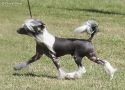 Mohawk Top Shelf Chinese Crested