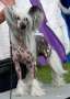 Suanho's Eyak Chinese Crested