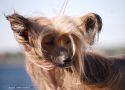 Irgen Gold Top Gear Chinese Crested