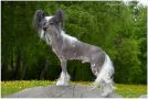 Alcor Star Imperial Dream Chinese Crested