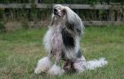 Hersteds Yorkshire Teth-teih-Sun Chinese Crested