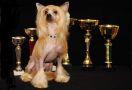Olegro Katrin Kanzy Ginger Chinese Crested
