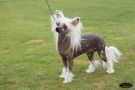 Xioma Cinnamon Spice Chinese Crested