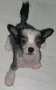 Belshaw's Made In Love Chinese Crested