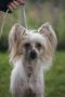 Valentino Favonius Chinese Crested