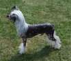 Suanho's Little Big Horn Chinese Crested