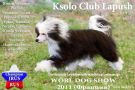 Ksolo Club Lapush Chinese Crested