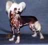 Eugenios Magic Dragon Chinese Crested