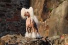 Stay With Me Princes de la Roses Chinese Crested