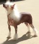 Risin Star's Hollywood Dreams (Spay) Chinese Crested