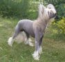 Edy Ciciko Chinese Crested