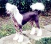 Moonswift Astral Voyager Chinese Crested