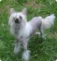 Happi Daze Song Of The South DOM Chinese Crested