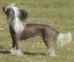 Chinacrest Call Me Jinx Chinese Crested