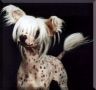 Suanho's Mohican Chinese Crested