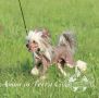 Amun in Terra Civis Chinese Crested