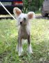 Santa Lucia Black of Channel Chinese Crested