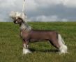 Twice as Nice Third Wish Chinese Crested