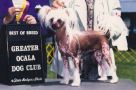 Silver Bluff Crown Jewel Chinese Crested