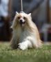 Tamiami's Brinkley Chinese Crested