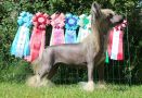 Lionheart Koming True Chinese Crested